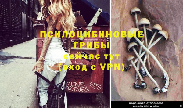 сатива Гусев